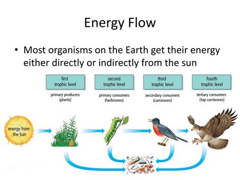 能量流失|Topic 4.2 Energy flow（能量流动）